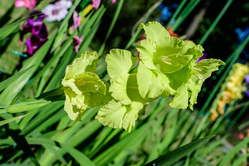 Gladiolus 'Green Star'